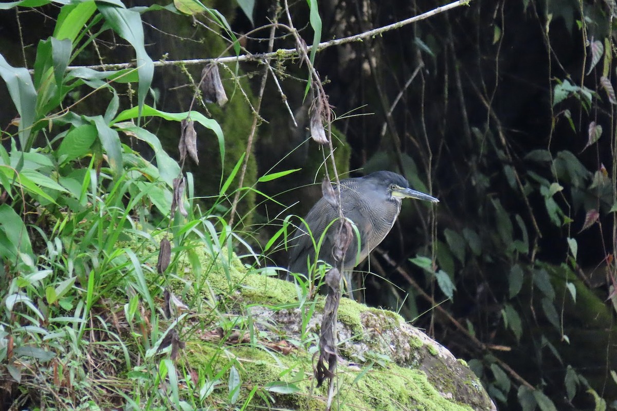 Fasciated Tiger-Heron - ML620680155