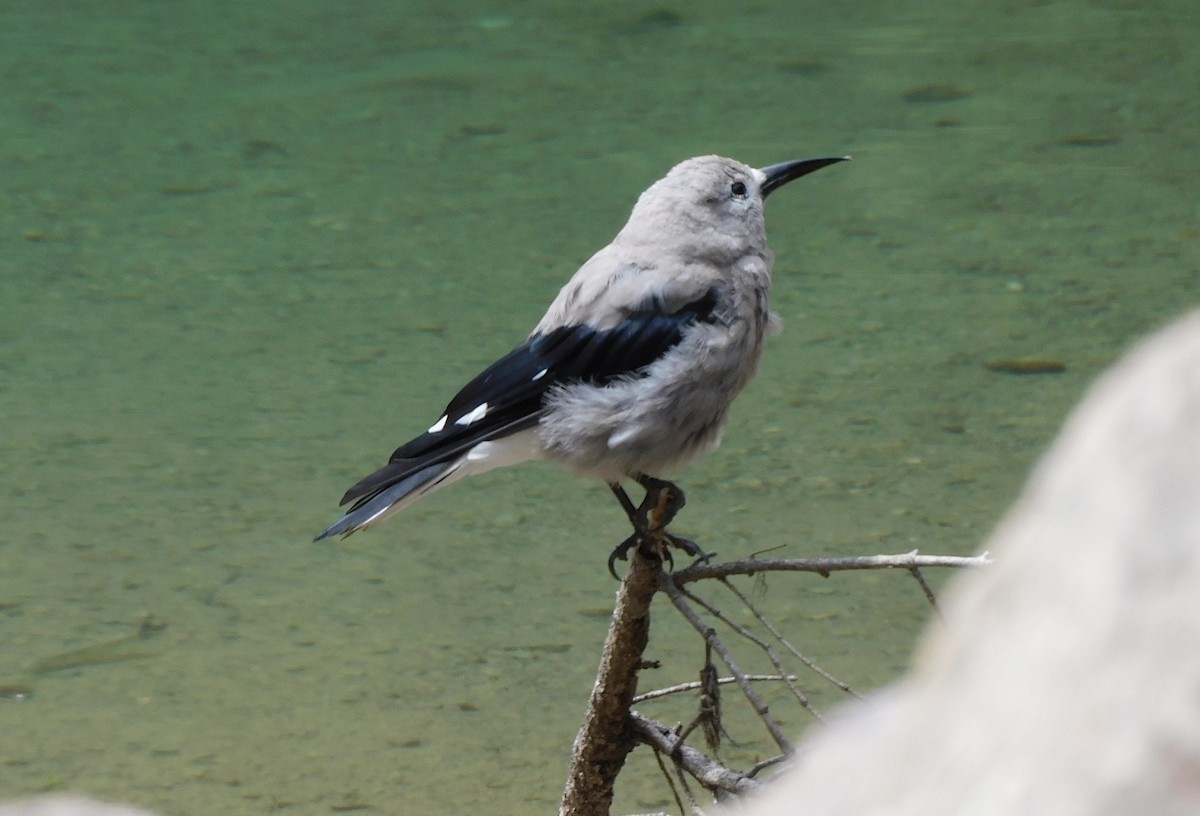 Clark's Nutcracker - ML620680156