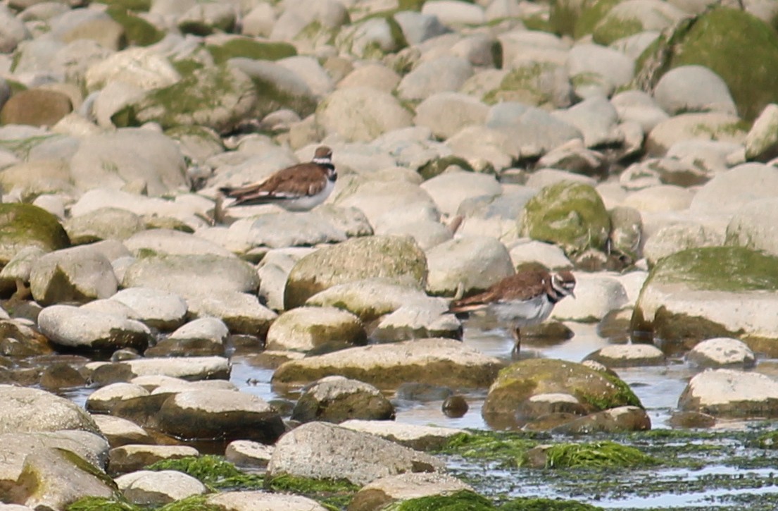 Killdeer - ML620680158