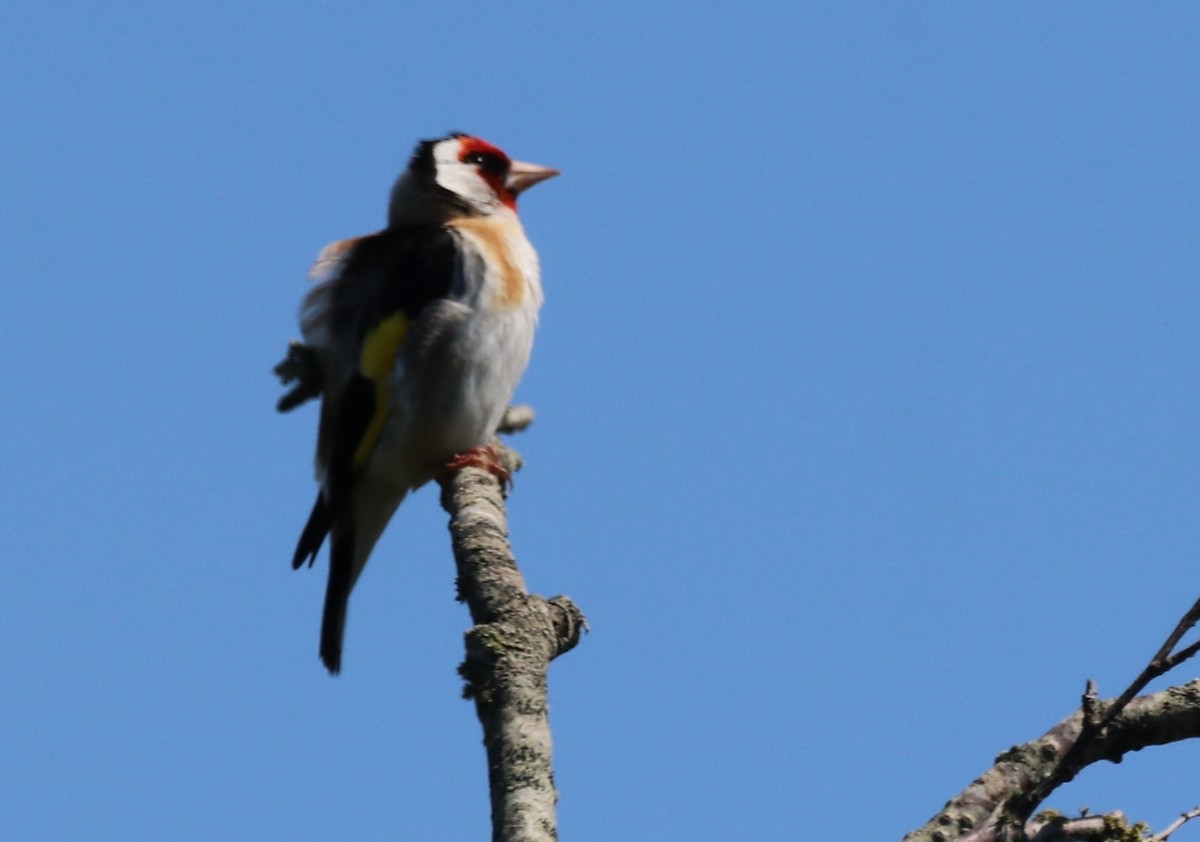 European Goldfinch - ML620680159