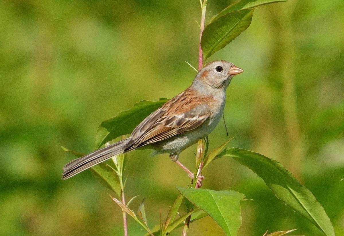 Field Sparrow - ML620680164