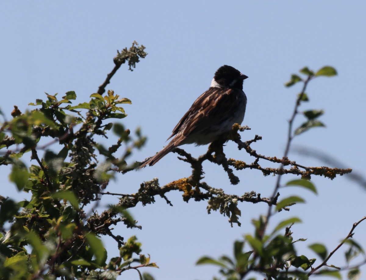 Reed Bunting - ML620680165