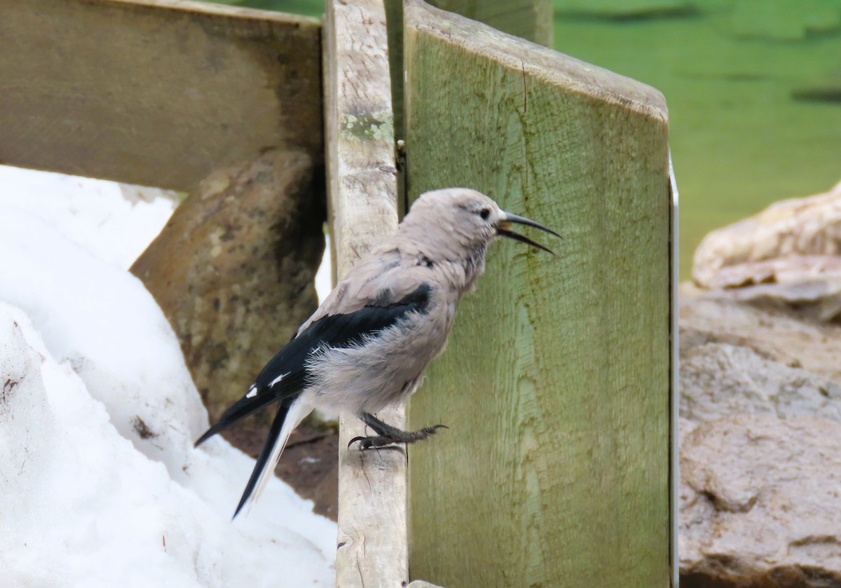 Clark's Nutcracker - ML620680169