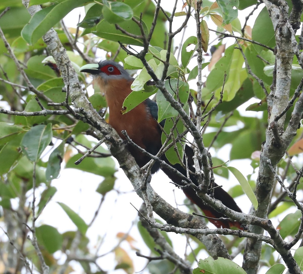 Chestnut-breasted Malkoha - ML620680176