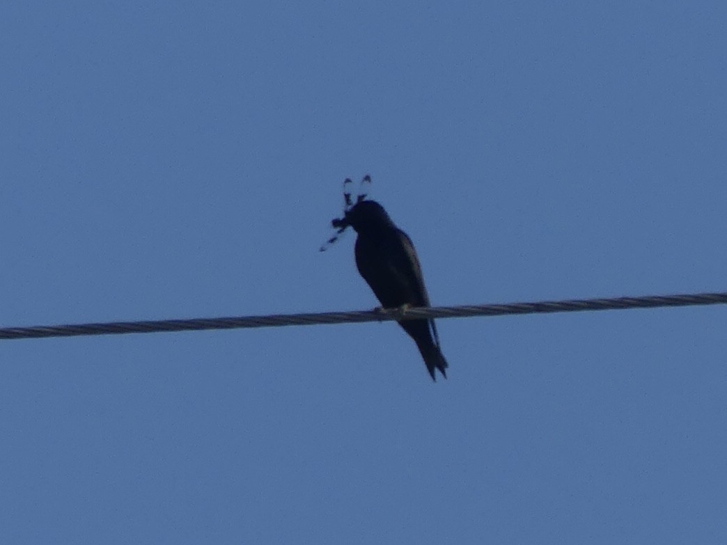 Purple Martin - ML620680180