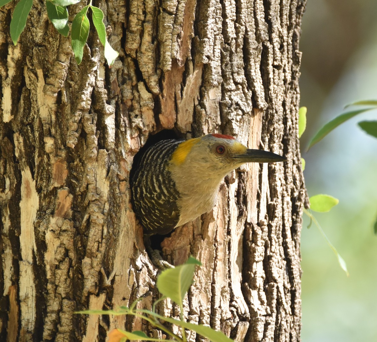 Golden-fronted Woodpecker - ML620680183