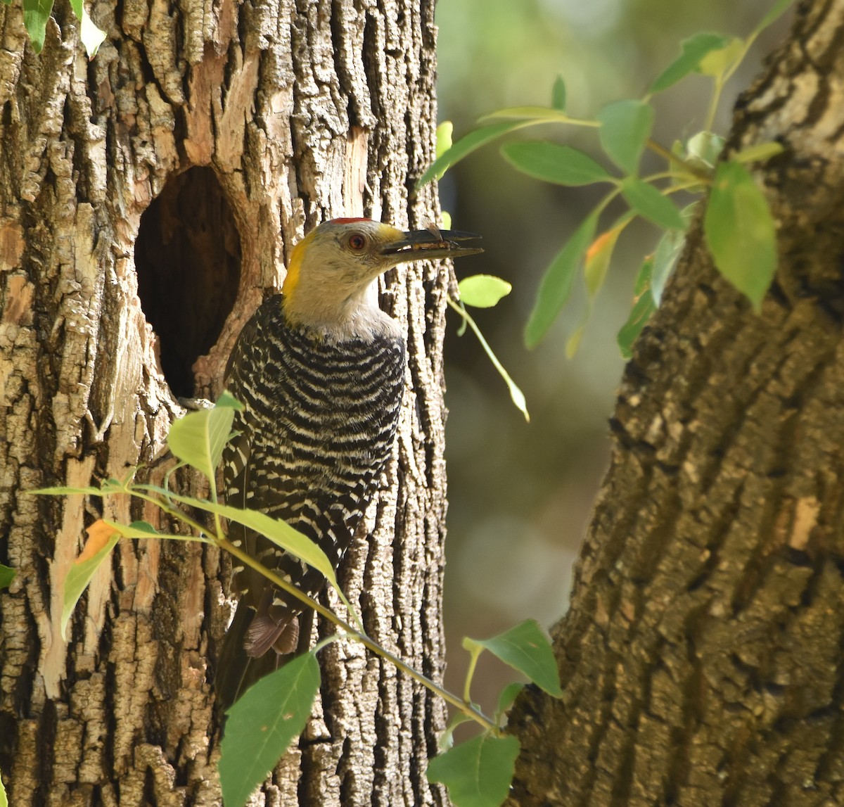 Golden-fronted Woodpecker - ML620680184