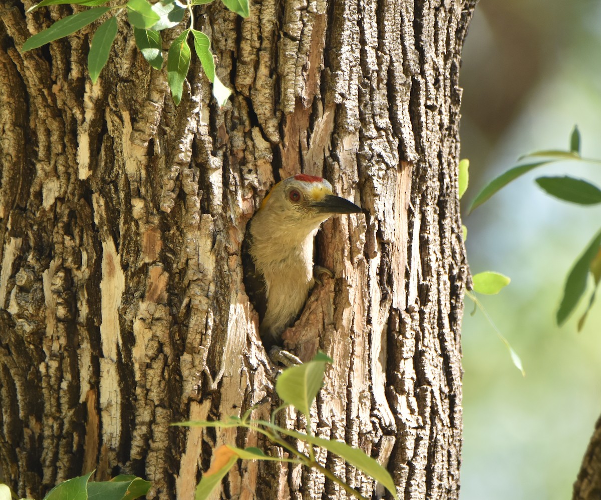 Golden-fronted Woodpecker - ML620680186