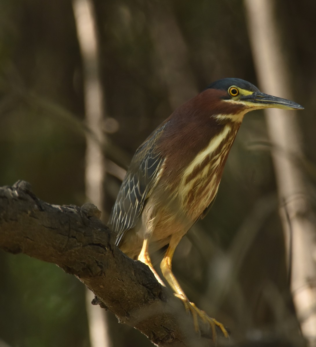 Green Heron - ML620680187