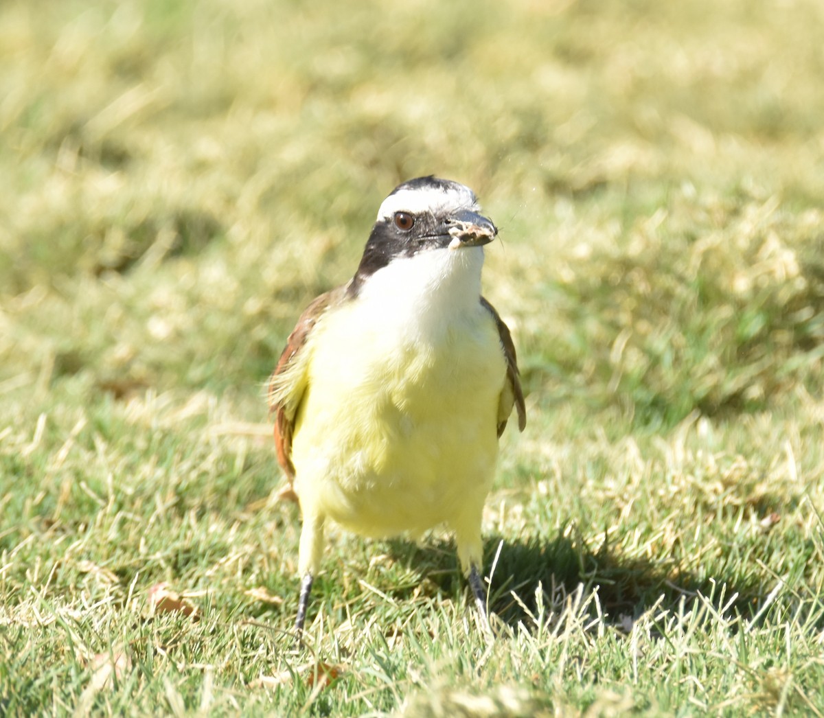 Great Kiskadee - ML620680192