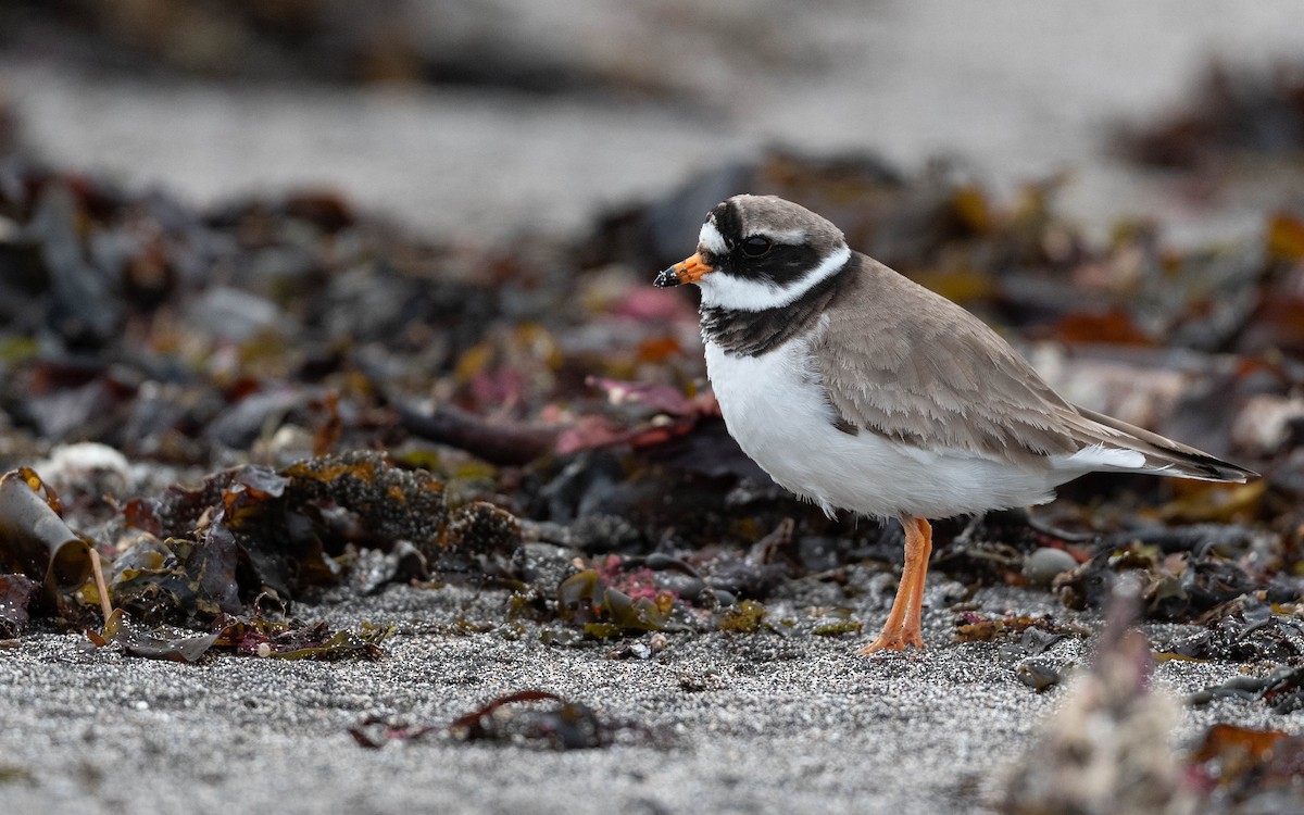 Common Ringed Plover - ML620680193