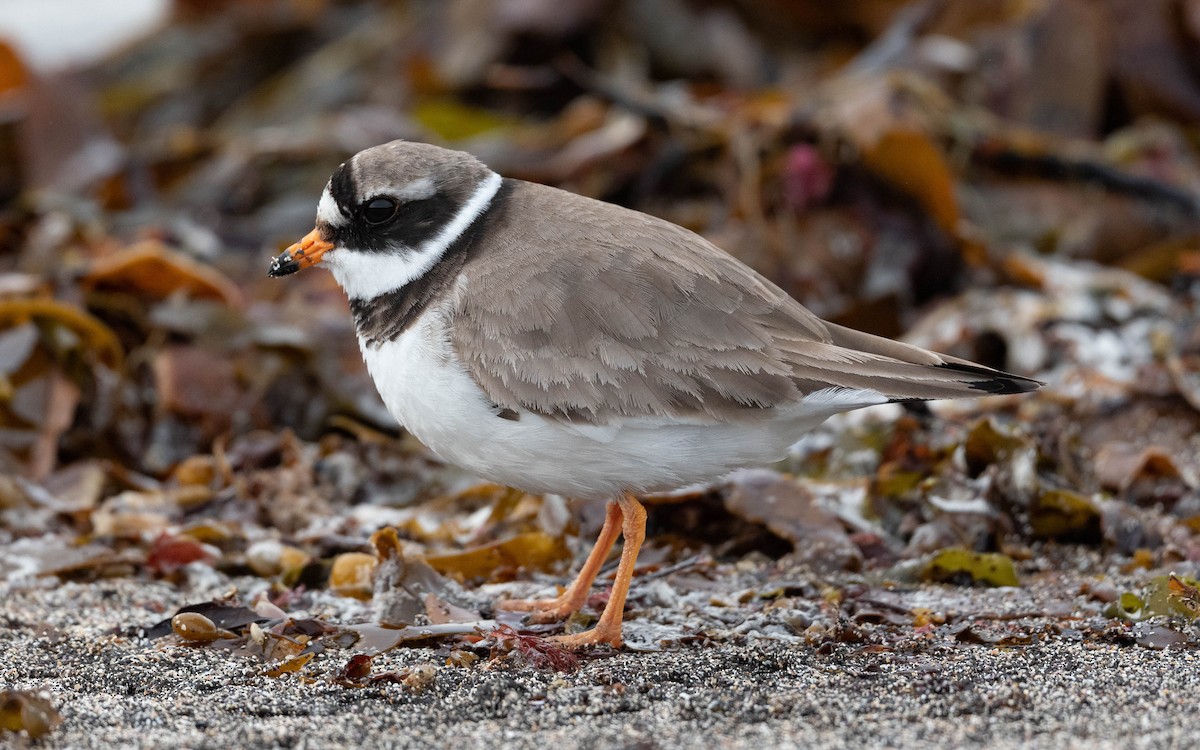 Common Ringed Plover - ML620680194