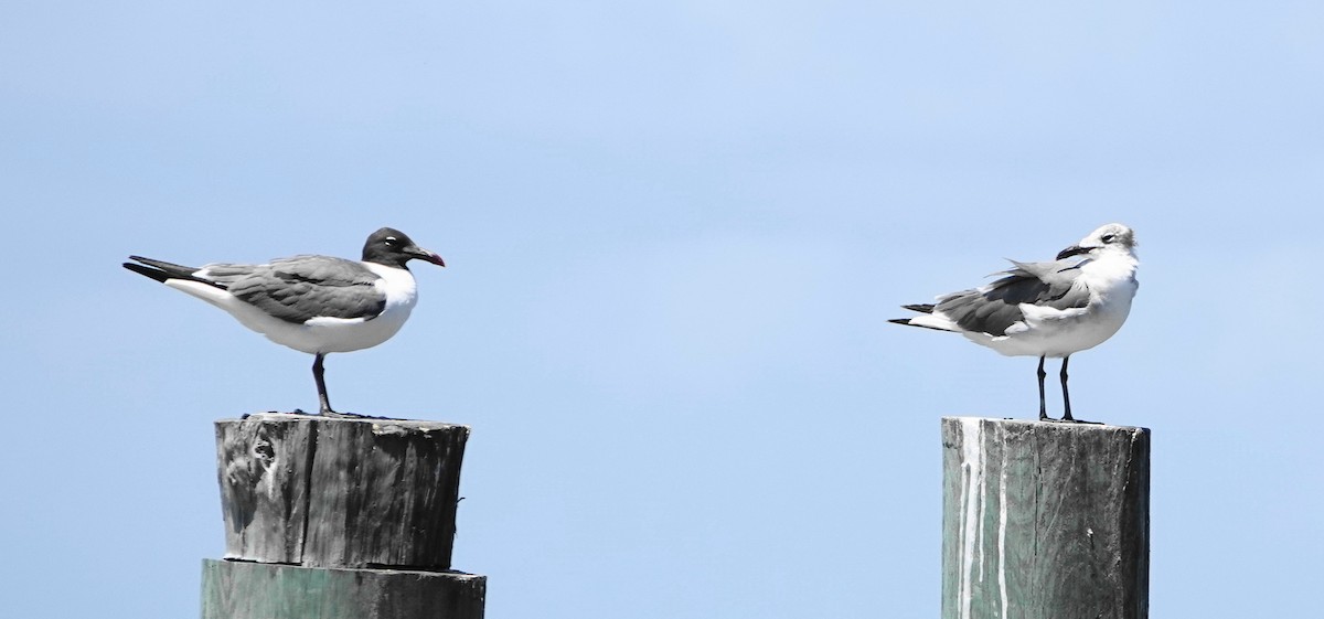 Gaviota Guanaguanare - ML620680196