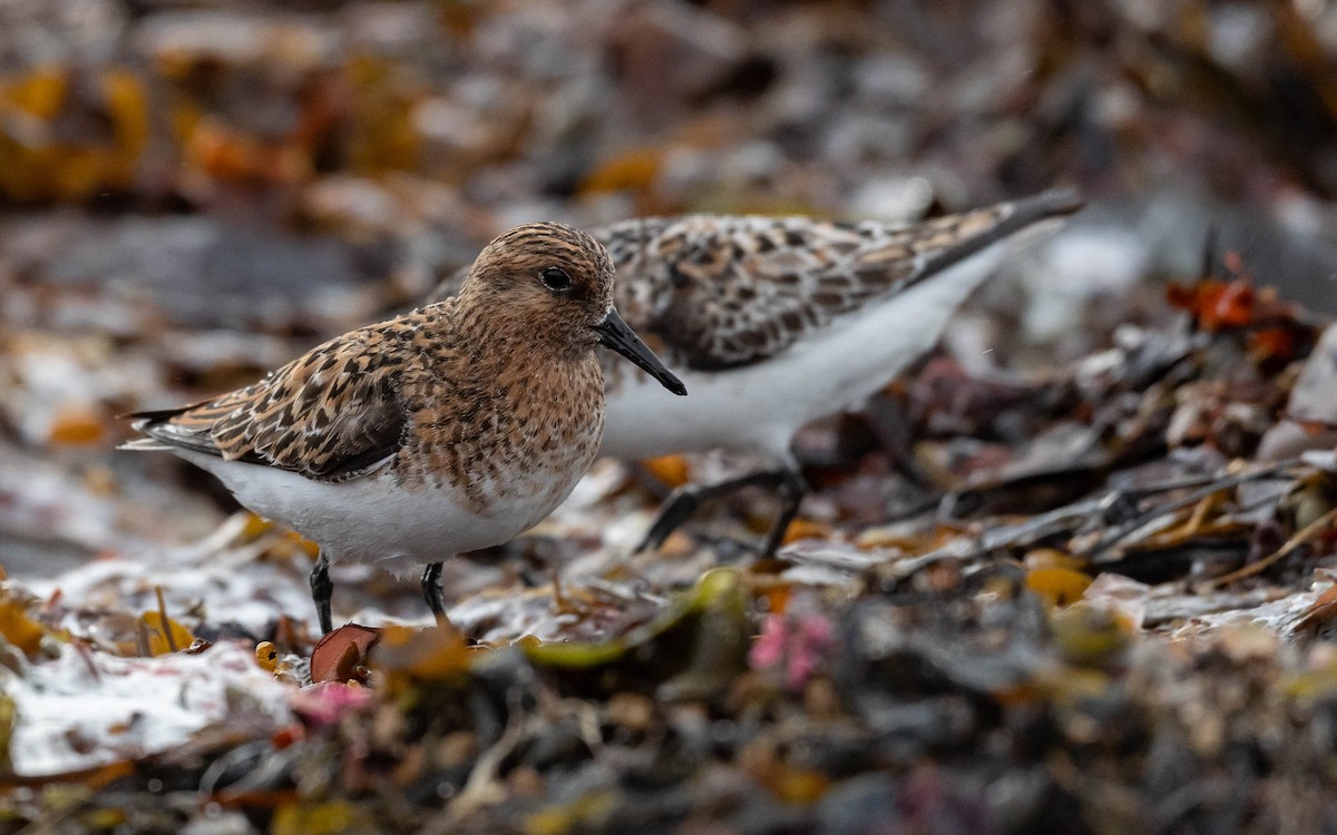 Bécasseau sanderling - ML620680205