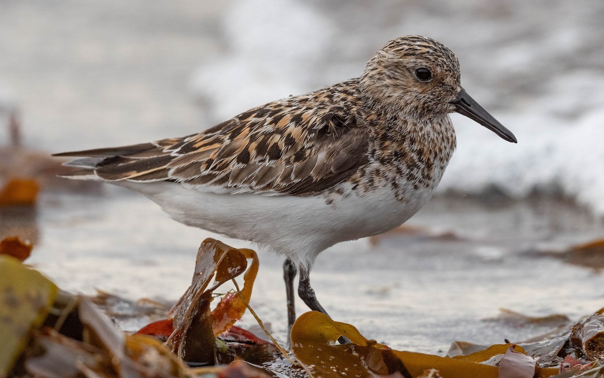 Bécasseau sanderling - ML620680206