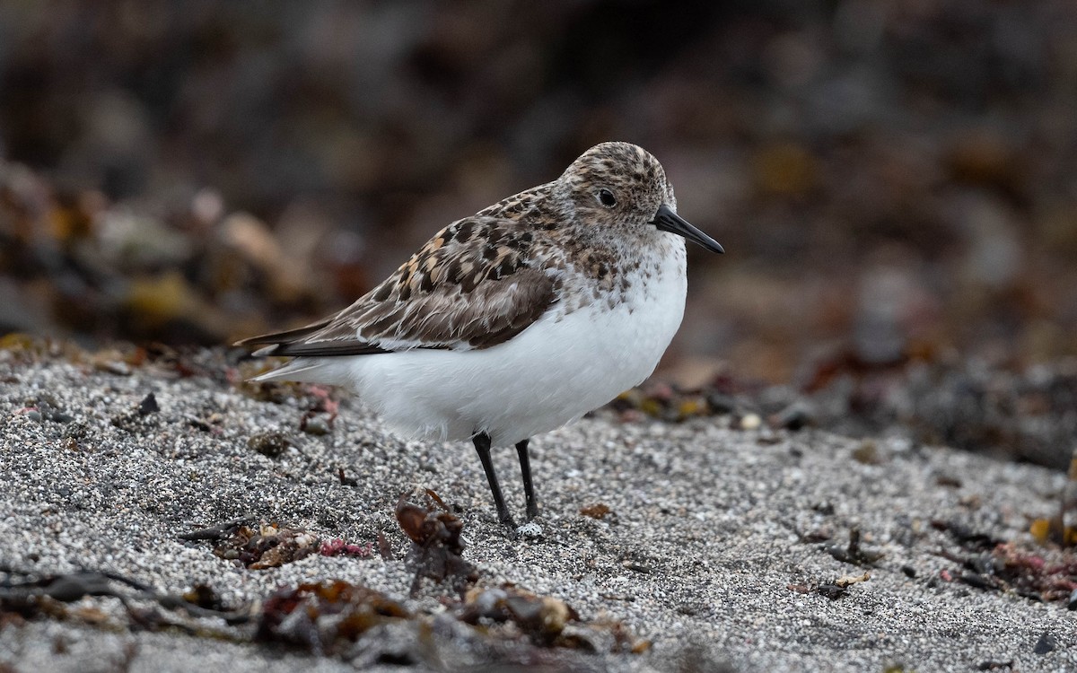 Bécasseau sanderling - ML620680207