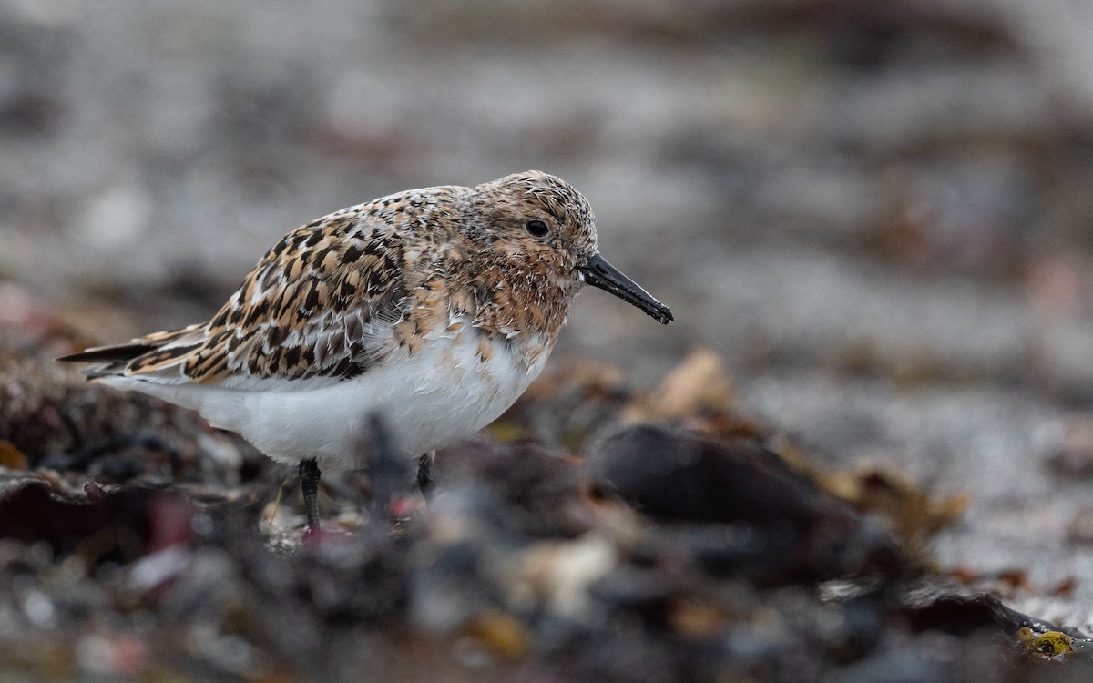 Bécasseau sanderling - ML620680209