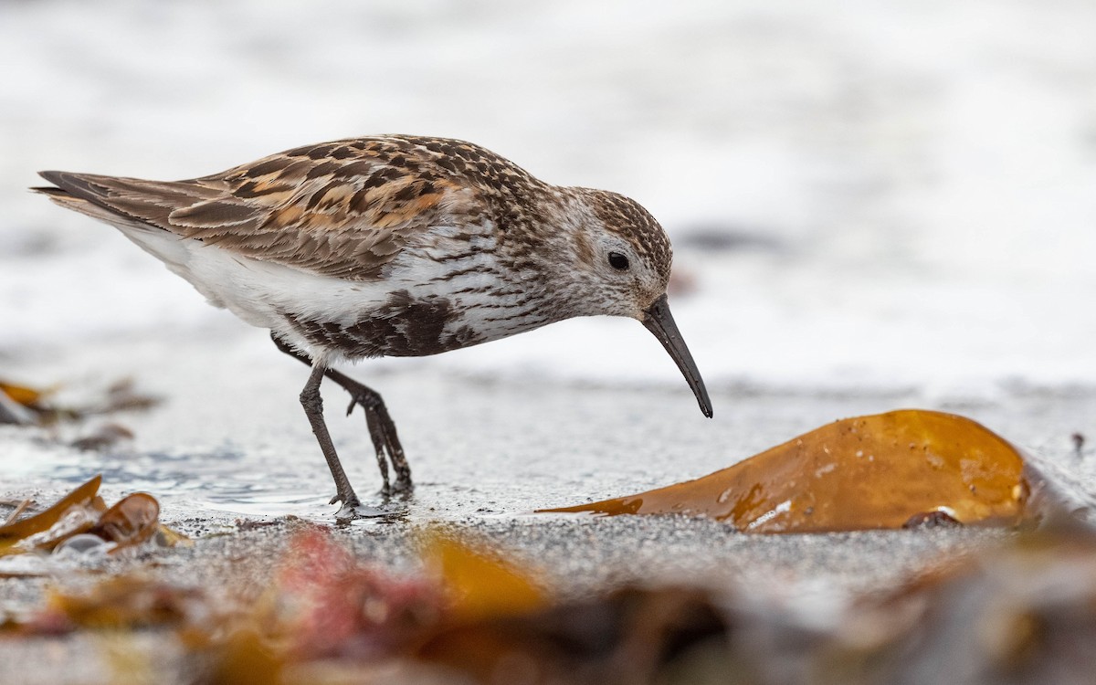 Dunlin (schinzii) - ML620680216