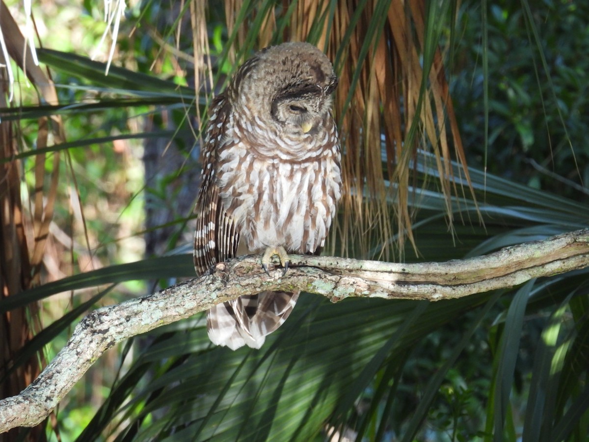 Barred Owl - ML620680217