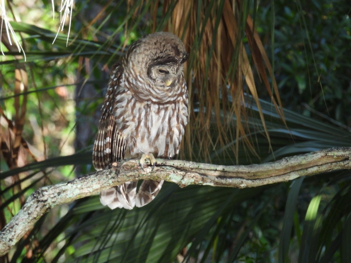 Barred Owl - ML620680218