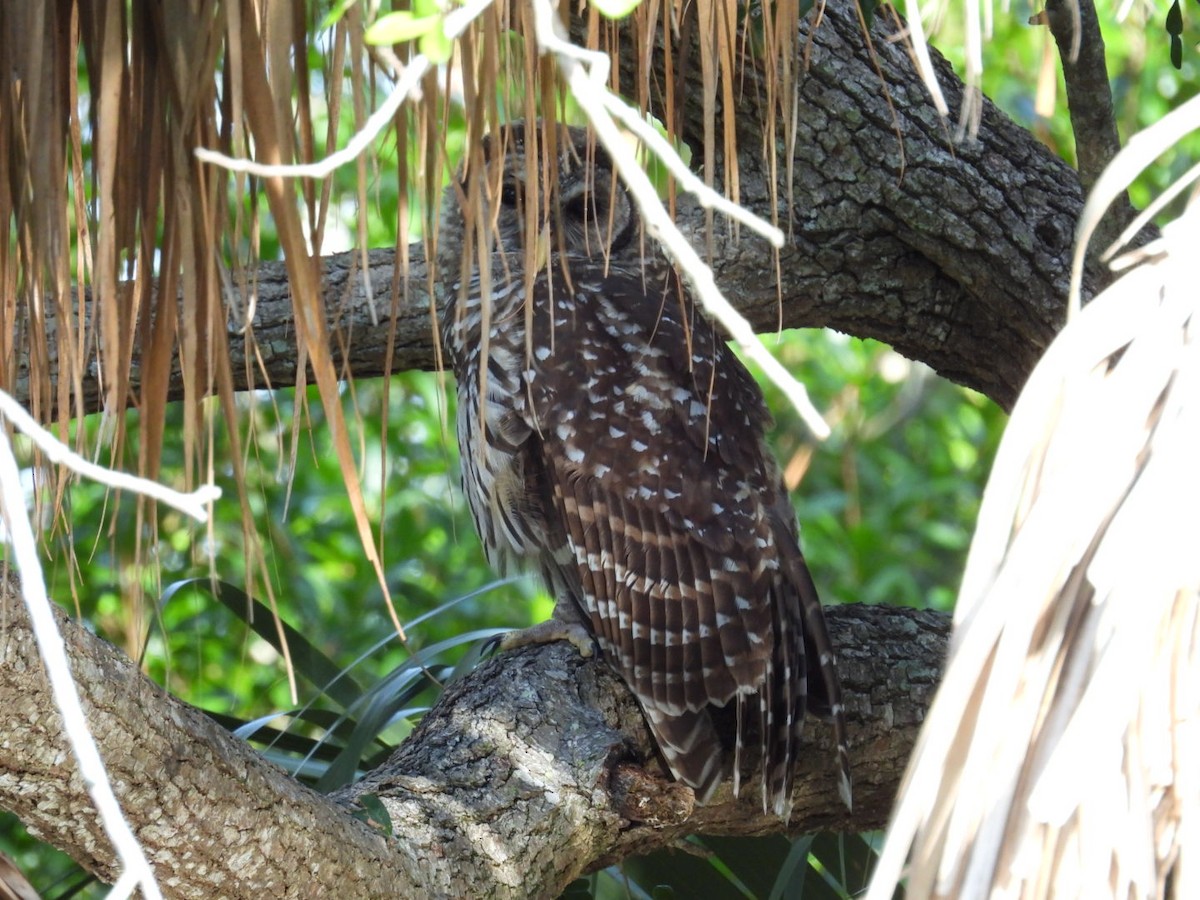 Barred Owl - ML620680221