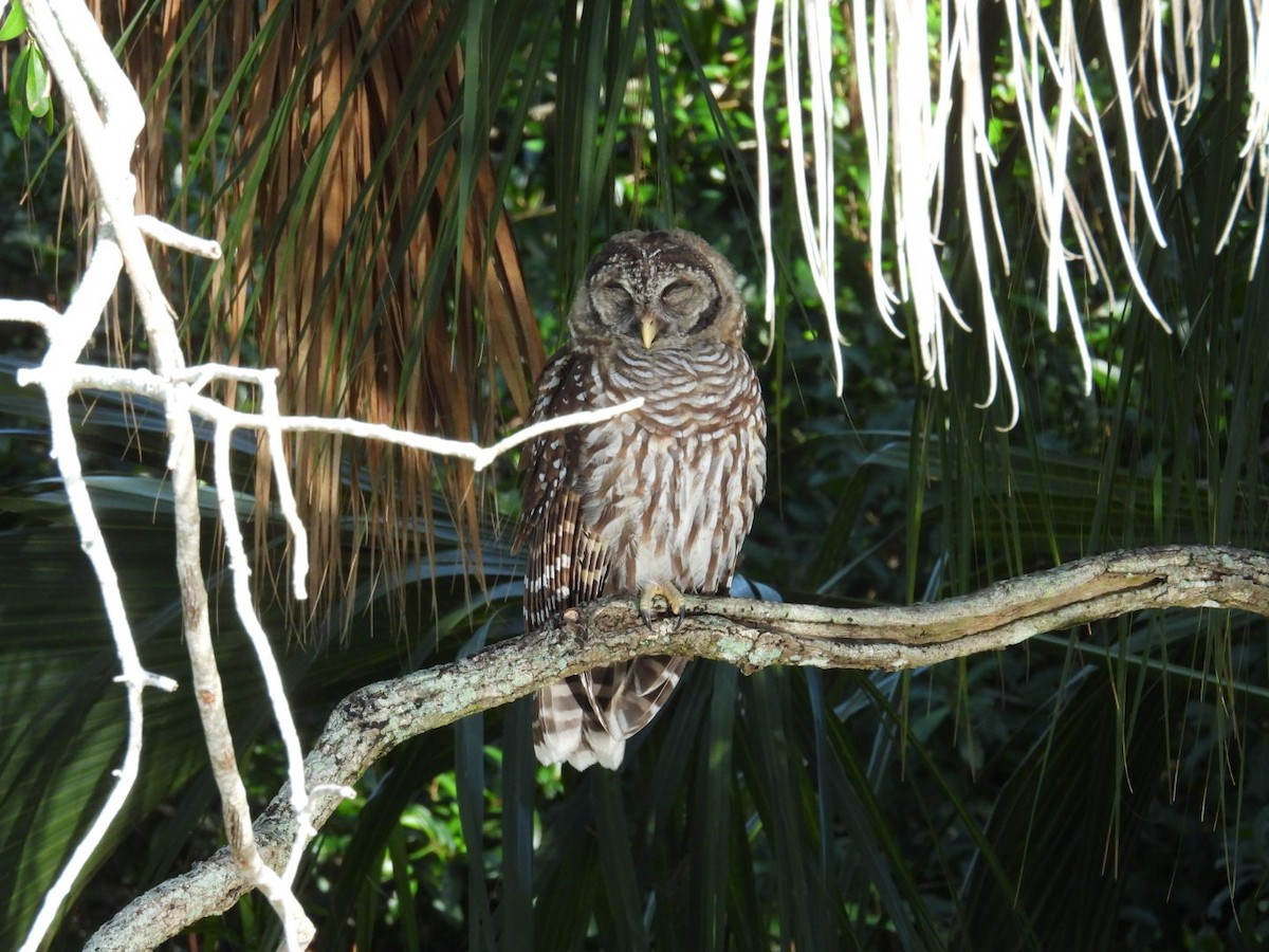 Barred Owl - ML620680222