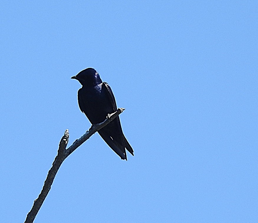 Purple Martin - ML620680226