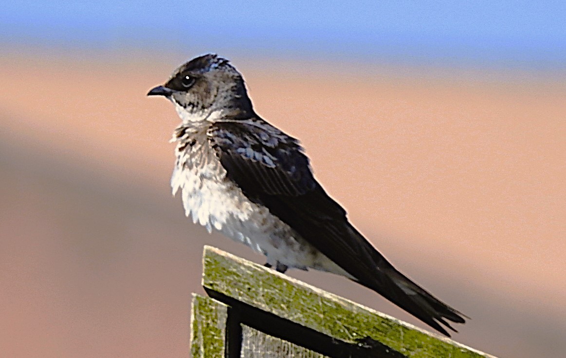 Purple Martin - ML620680227