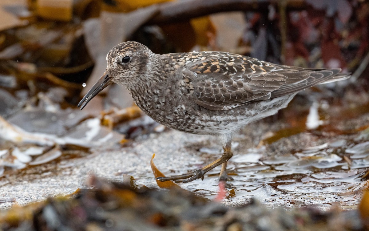 Purple Sandpiper - ML620680233