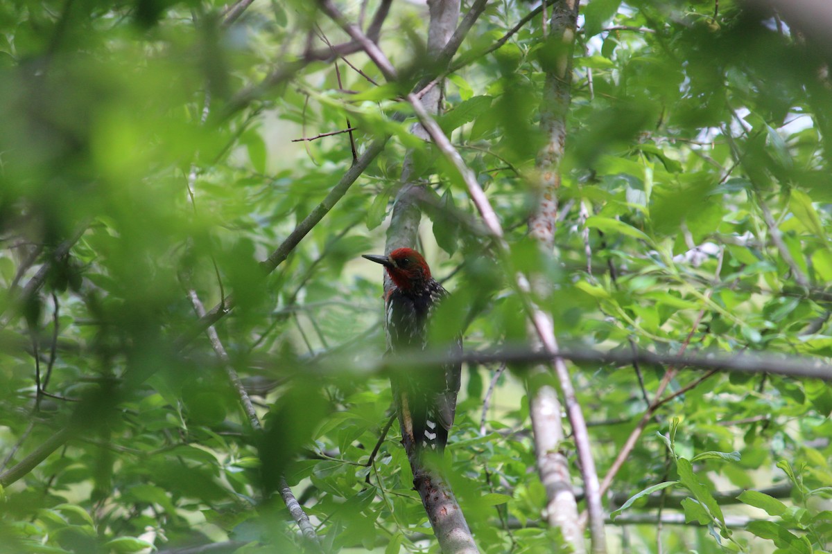 Red-breasted Sapsucker - ML620680236