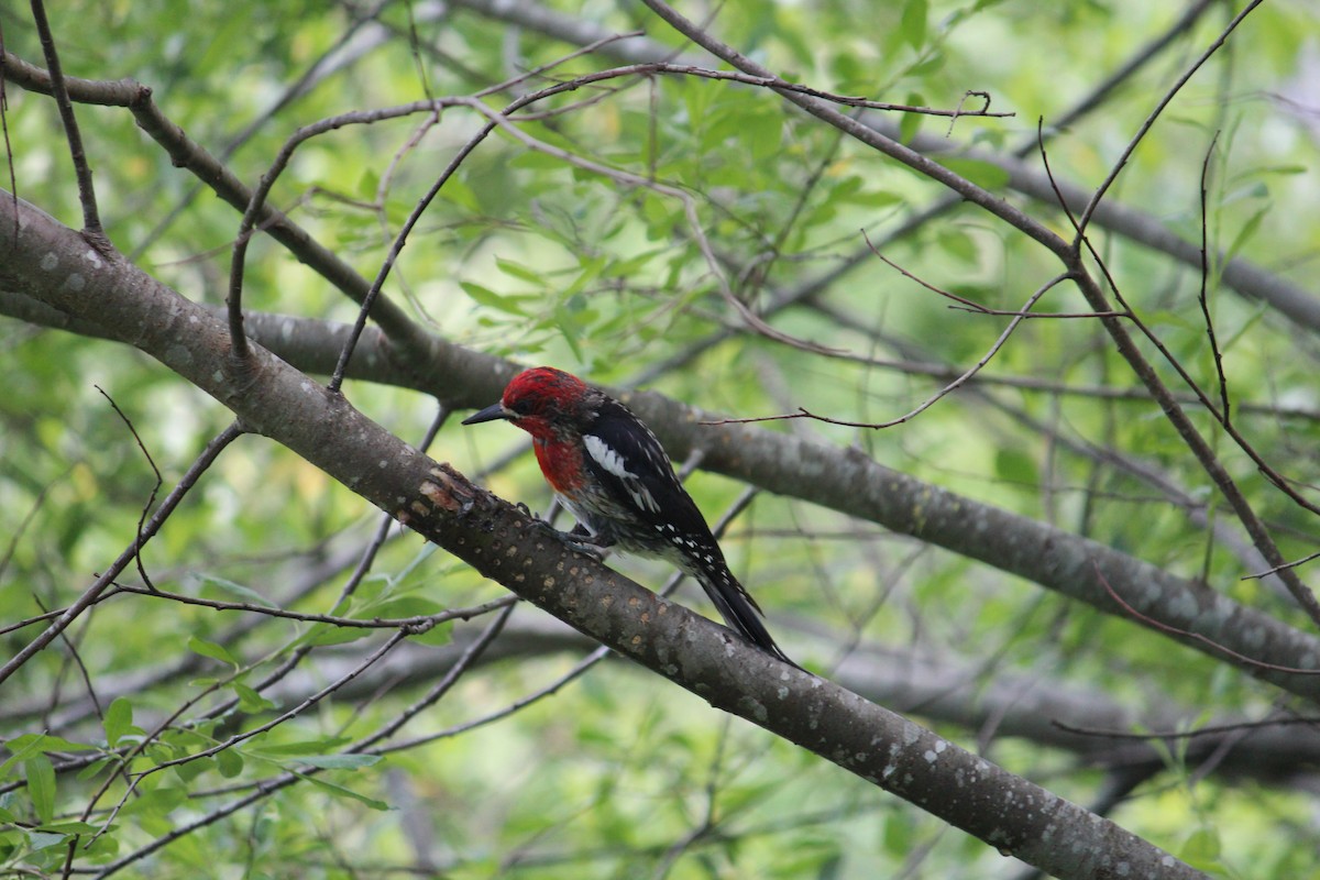 Red-breasted Sapsucker - ML620680237