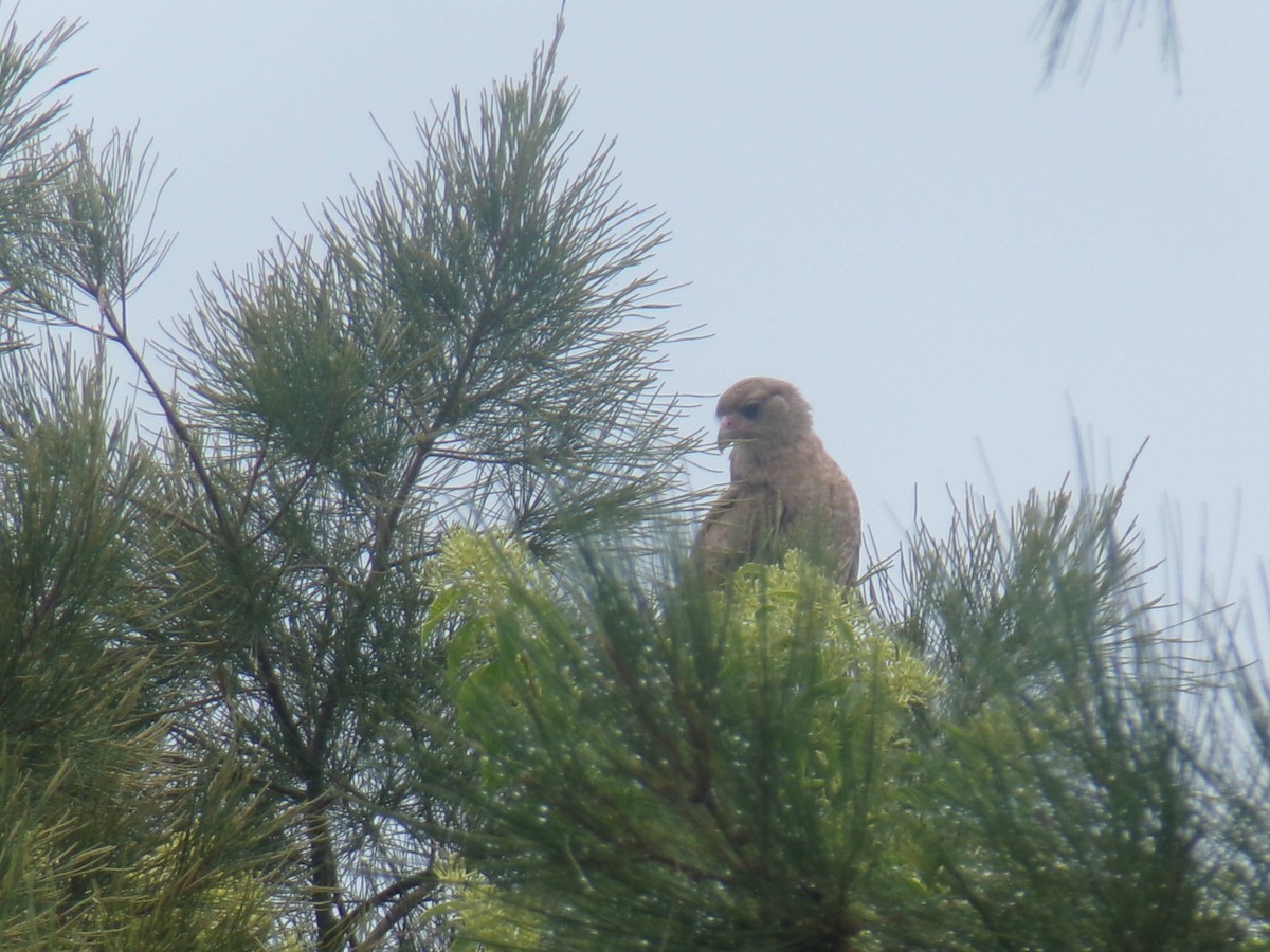 Chimango Caracara - Germán Antúnez Tort