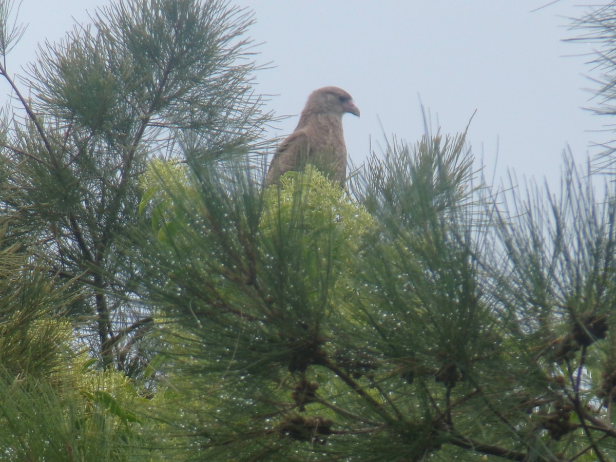 Chimango Caracara - ML620680241