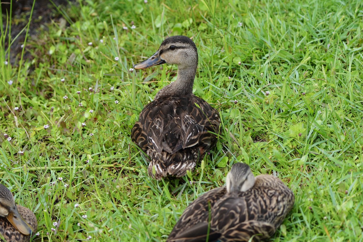 Mottled Duck - ML620680245