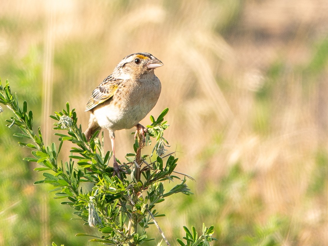 Grasshopper Sparrow - ML620680251