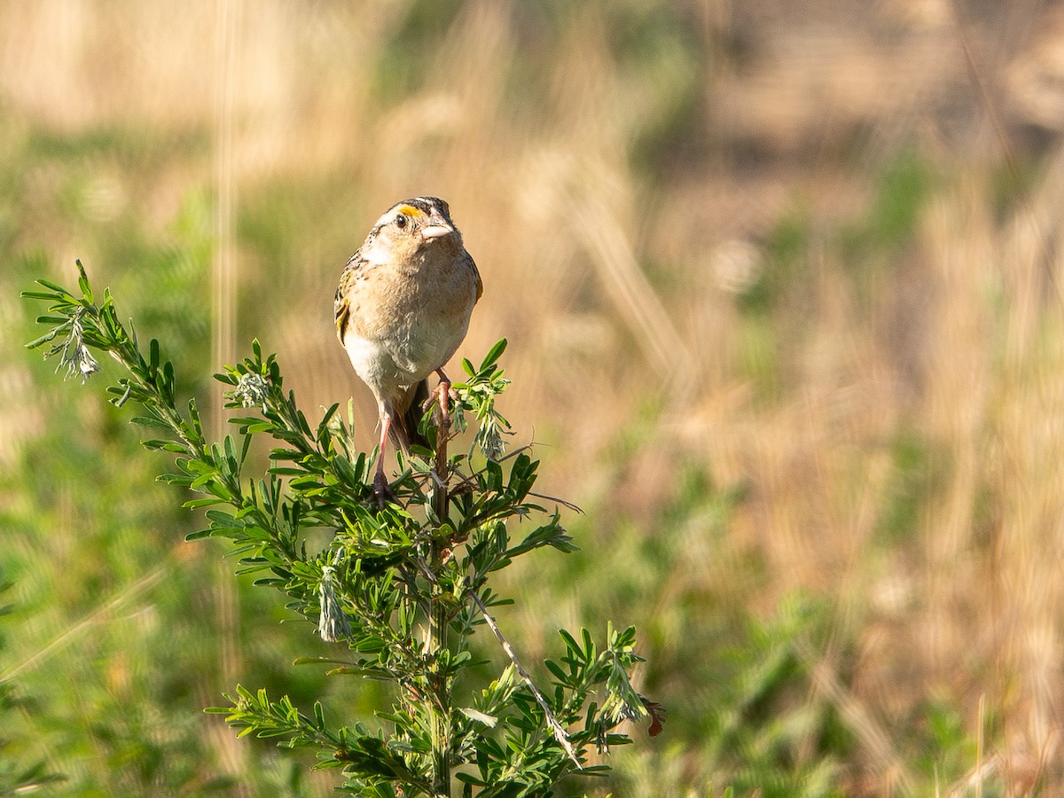 Grasshopper Sparrow - ML620680252