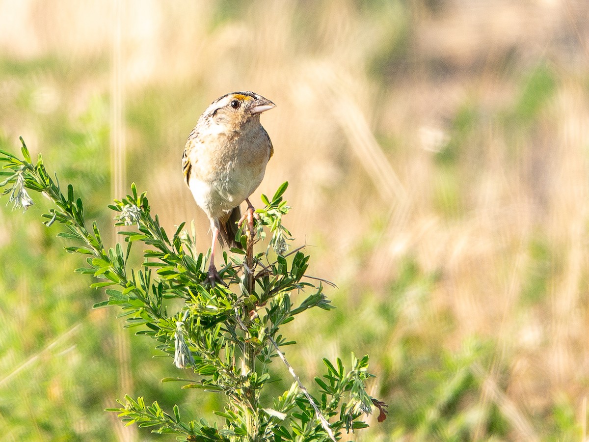 Grasshopper Sparrow - Frances Raskin