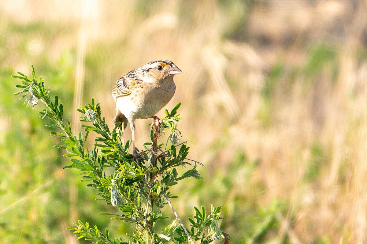 Grasshopper Sparrow - ML620680254