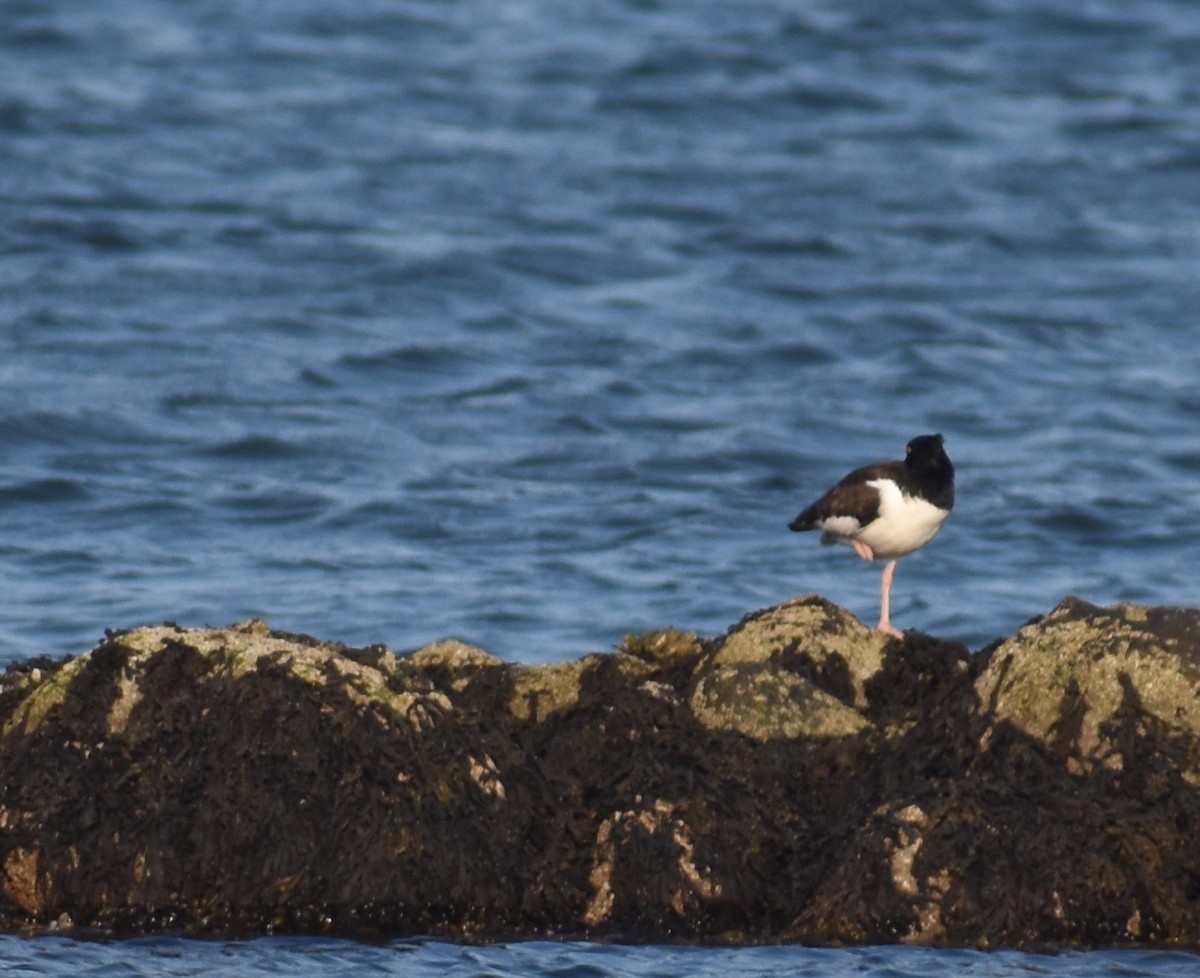 American Oystercatcher - ML620680255