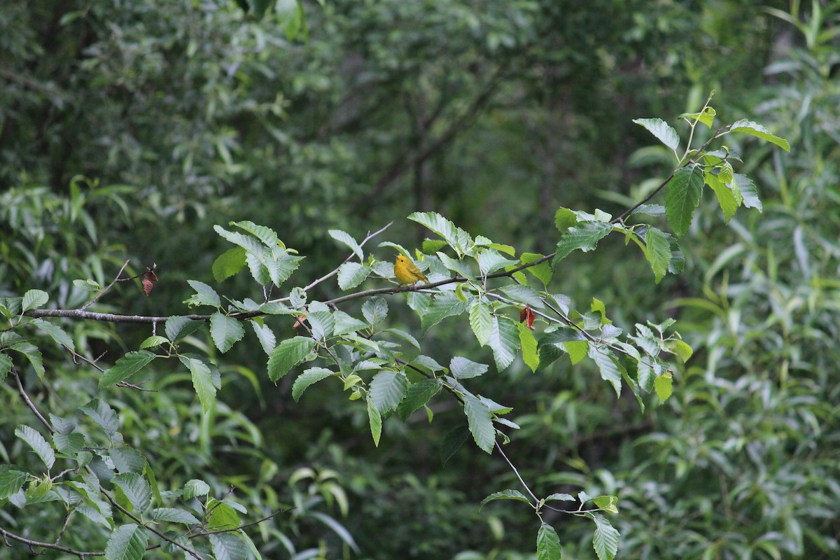 Yellow Warbler - Michelle Feng