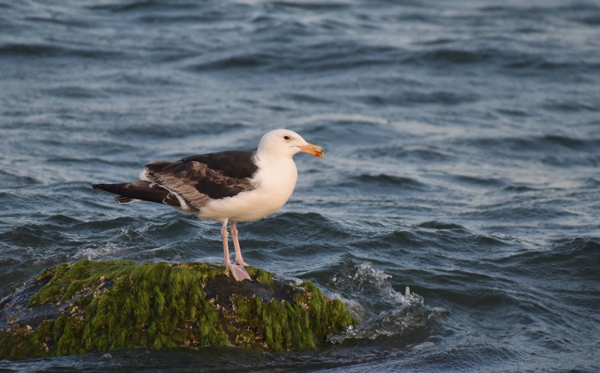 Great Black-backed Gull - ML620680265