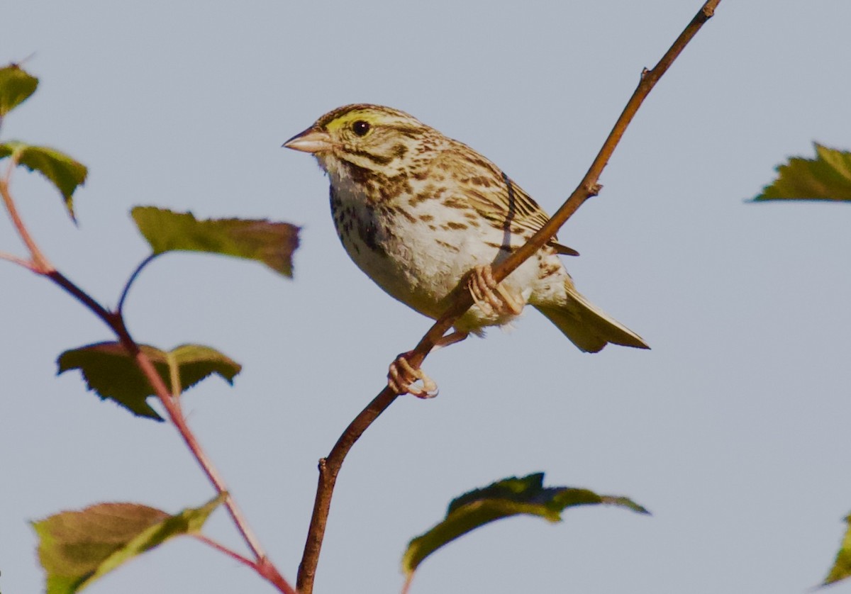 Savannah Sparrow - ML620680266