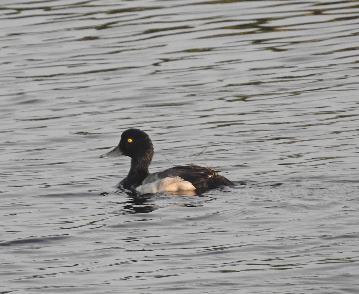 Greater Scaup - ML620680268
