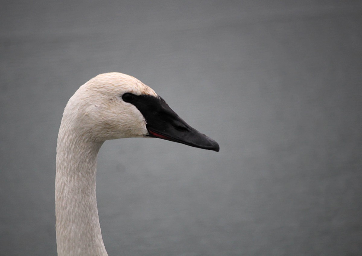 Trumpeter Swan - ML620680270