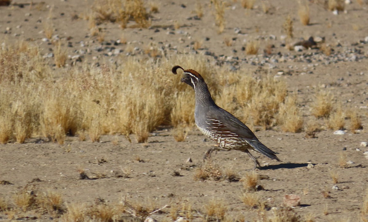 California x Gambel's Quail (hybrid) - ML620680272