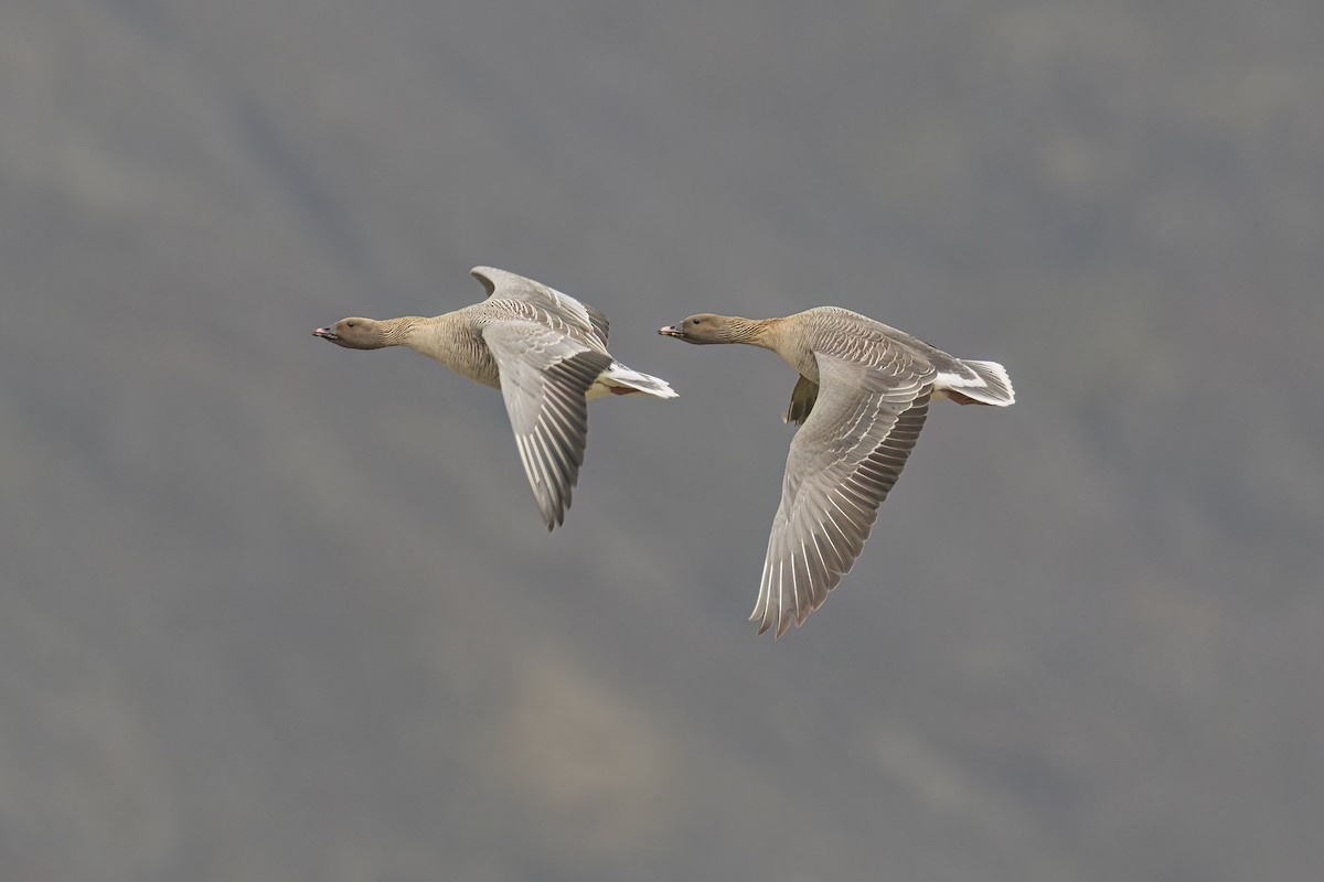 Pink-footed Goose - ML620680274