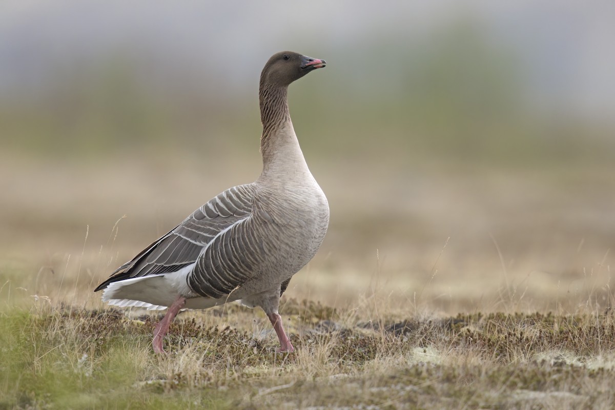 Pink-footed Goose - ML620680275