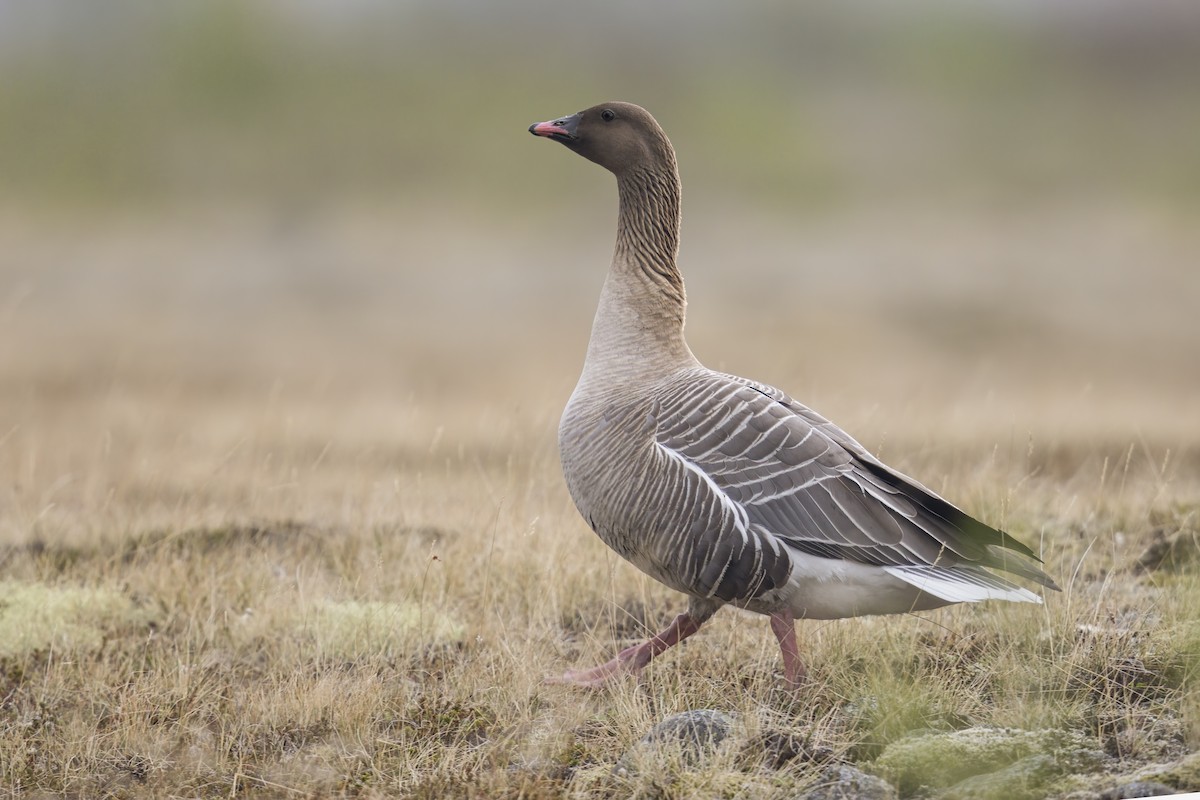 Pink-footed Goose - ML620680276