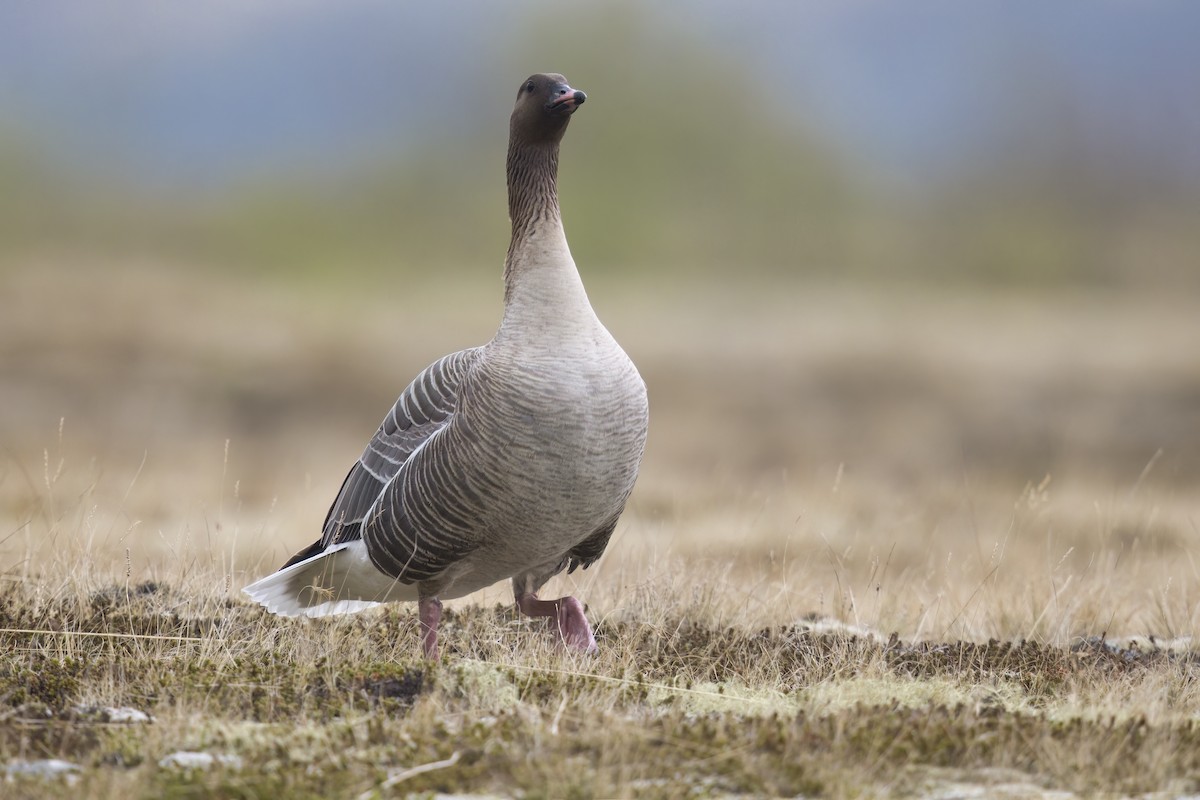 Pink-footed Goose - ML620680277