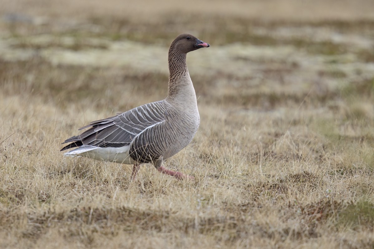 Pink-footed Goose - ML620680278